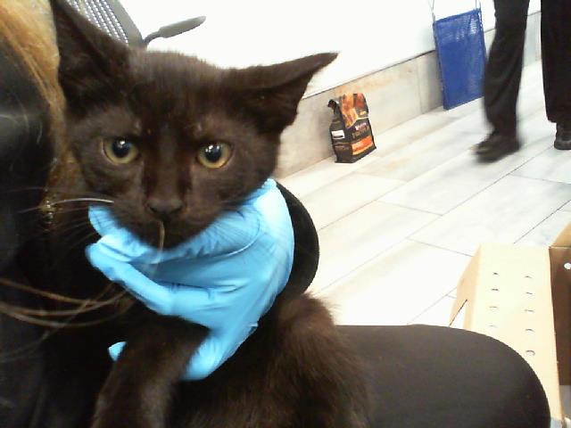 Shelter Stray Male Cat last seen CHARLOTTE, Charlotte, NC 28217
