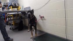 Shelter Stray Female Dog last seen Near BLOCK N YORK ST, DENVER CO 80205, Denver, CO 80223