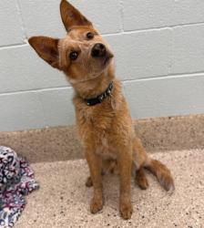 Shelter Stray Male Dog last seen E 118TH & FAIRPLAY, Brighton, CO 80601