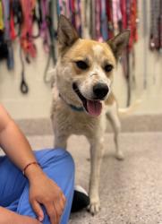 Shelter Stray Male Dog last seen 128TG & POWHATON, Brighton, CO 80601