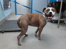 Shelter Stray Female Dog last seen HIGHWAY 84 (LIKE 15 MINS OF LUBBOCK), Albuquerque, NM 87121