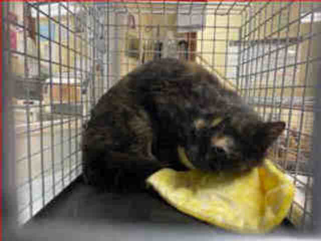 Shelter Stray Female Cat last seen Near BLOCK S AUSTIN ST, Milwaukee, WI 53215