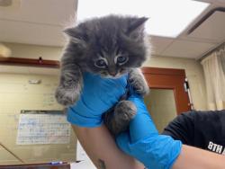 Shelter Stray Female Cat last seen Near BLOCK S AUSTIN ST, Milwaukee, WI 53215