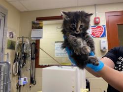 Shelter Stray Female Cat last seen Near BLOCK S AUSTIN ST, Milwaukee, WI 53215
