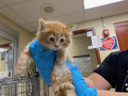 Shelter Stray Male Cat last seen Near BLOCK S AUSTIN ST, Milwaukee, WI 53215