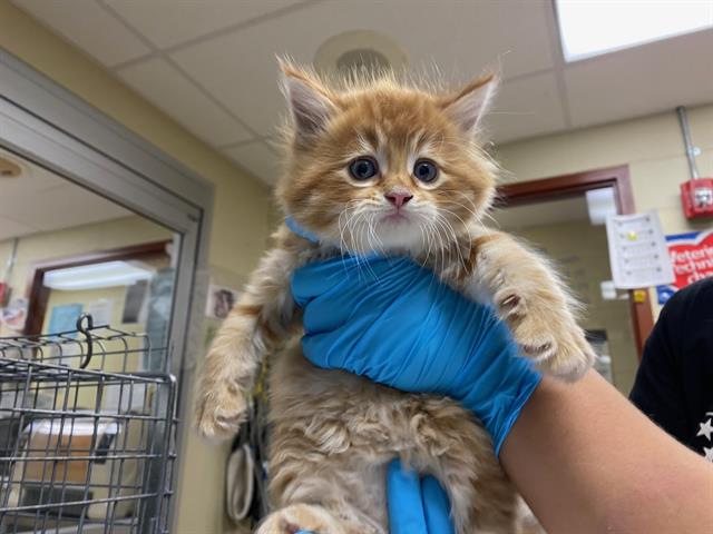 Shelter Stray Male Cat last seen Near BLOCK S AUSTIN ST, Milwaukee, WI 53215