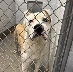 Shelter Stray Male Dog last seen Near BLOCK PROSPERITY, Huntsville, AL 35805
