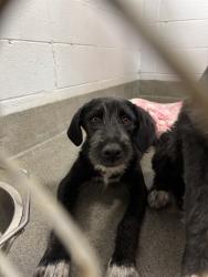 Shelter Stray Female Dog last seen Near BLOCK NORMANDALE DR, Huntsville, AL 35805