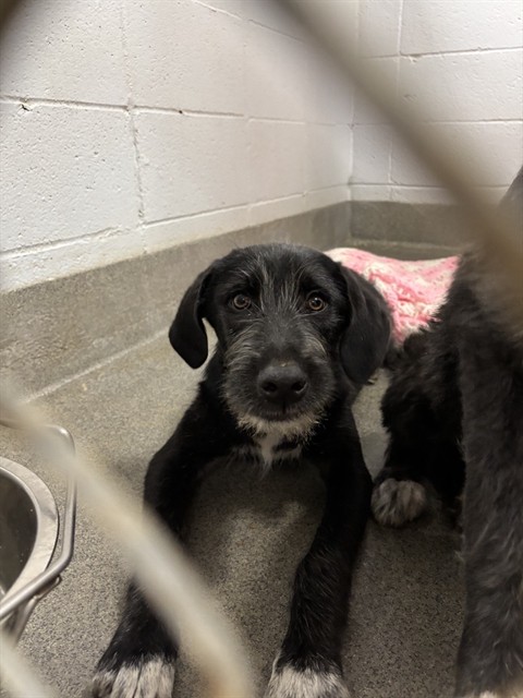 Shelter Stray Female Dog last seen Near BLOCK NORMANDALE DR, Huntsville, AL 35805