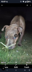 Found/Stray Male Dog last seen F R 2738 and  David Angel and cypress ln, Burleson, TX 76028
