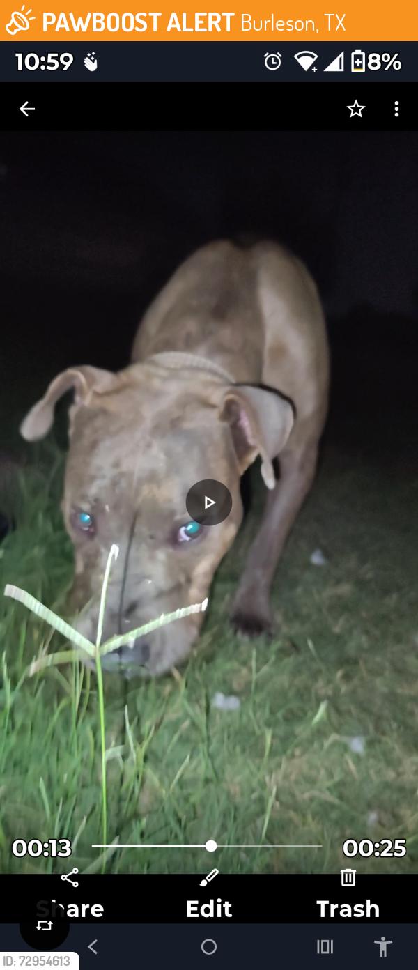 Found/Stray Male Dog last seen F R 2738 and  David Angel and cypress ln, Burleson, TX 76028