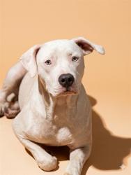 Shelter Stray Male Dog last seen Near BLOCK COTTAGE, Jacksonville, FL 32204