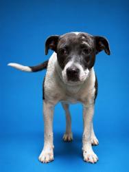 Shelter Stray Female Dog last seen , Jacksonville, FL 32204