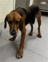 Shelter Stray Female Dog last seen Near BLOCK SHAWNEE TRL/GV, Sanford, FL 32773