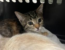 Shelter Stray Female Cat last seen , Los Angeles, CA 91405