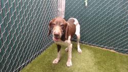 Shelter Stray Male Dog last seen , Downey, CA 90242