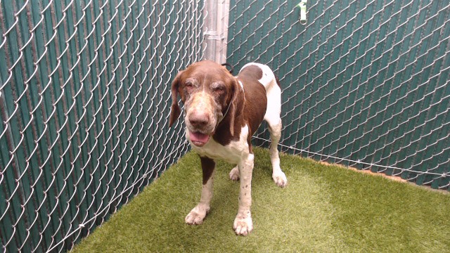 Shelter Stray Male Dog last seen , Downey, CA 90242