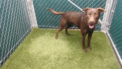 Shelter Stray Male Dog last seen , Downey, CA 90242
