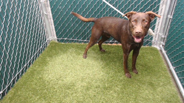 Shelter Stray Male Dog last seen , Downey, CA 90242