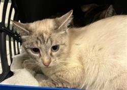 Shelter Stray Female Cat last seen , Los Angeles, CA 91405