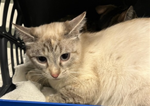 Shelter Stray Female Cat last seen , Los Angeles, CA 91405