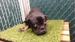 Shelter Stray Male Dog last seen , Downey, CA 90242