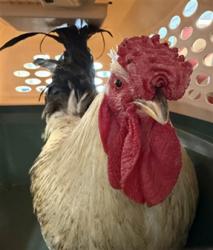 Shelter Stray Male Bird last seen , Los Angeles, CA 91405