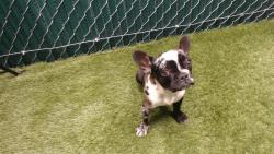 Shelter Stray Female Dog last seen , Downey, CA 90242