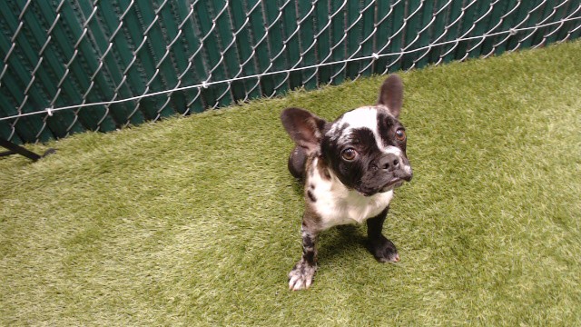 Shelter Stray Female Dog last seen , Downey, CA 90242