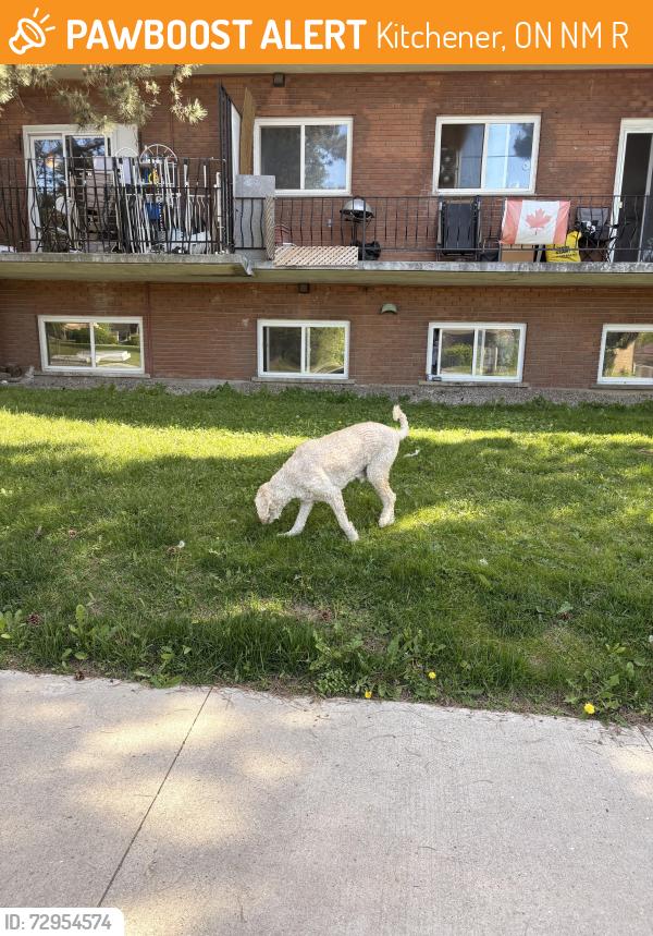 Found/Stray Male Dog last seen Between 379 and 399 Mill Street, Kitchener, ON N2M 3R9