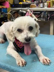 Reunited Female Dog last seen State and tabor , Indianapolis, IN 46203