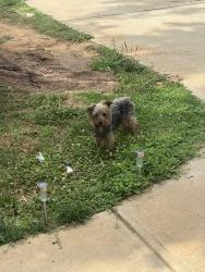 Found/Stray Male Dog last seen Harrisburg rd , Charlotte, NC 28215