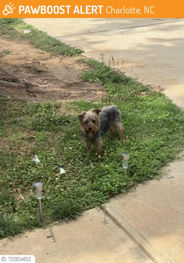 Found/Stray Male Dog last seen Harrisburg rd , Charlotte, NC 28215