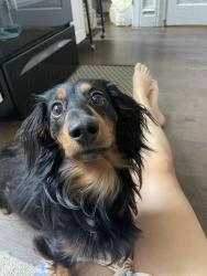 Lost Male Dog last seen i-80 , Magna, UT 84044