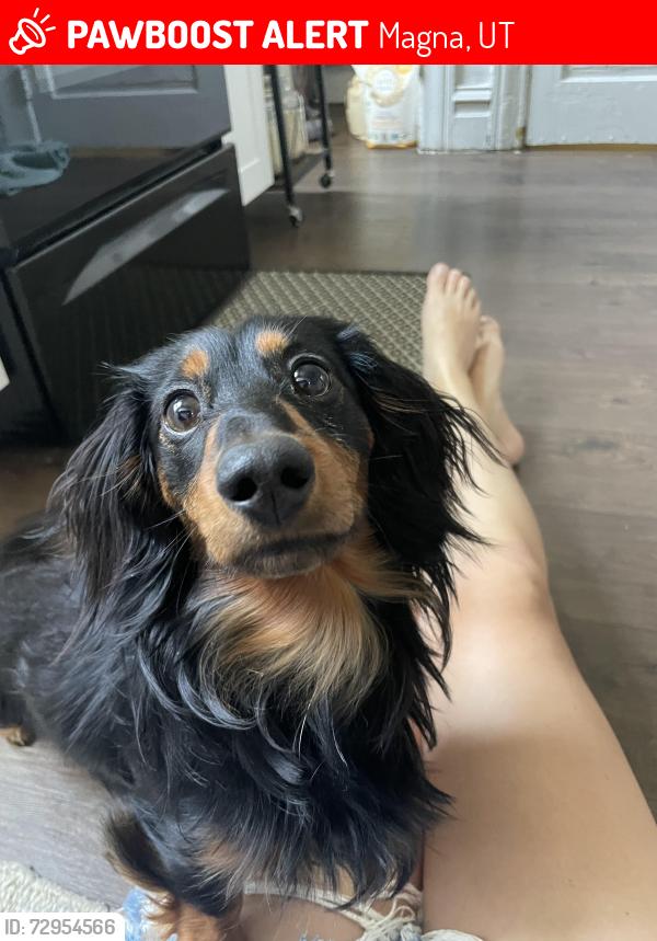 Lost Male Dog last seen i-80 , Magna, UT 84044