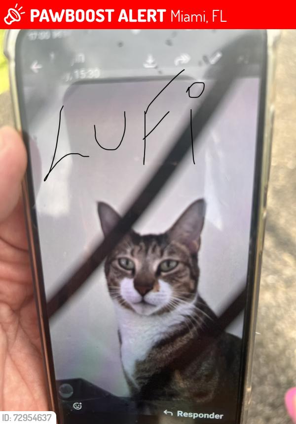 Lost Male Cat last seen Near sw 29th Ter Miami Florida 33165, Miami, FL 33165