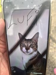 Lost Male Cat last seen Near sw 29th Ter Miami Florida 33165, Miami, FL 33165