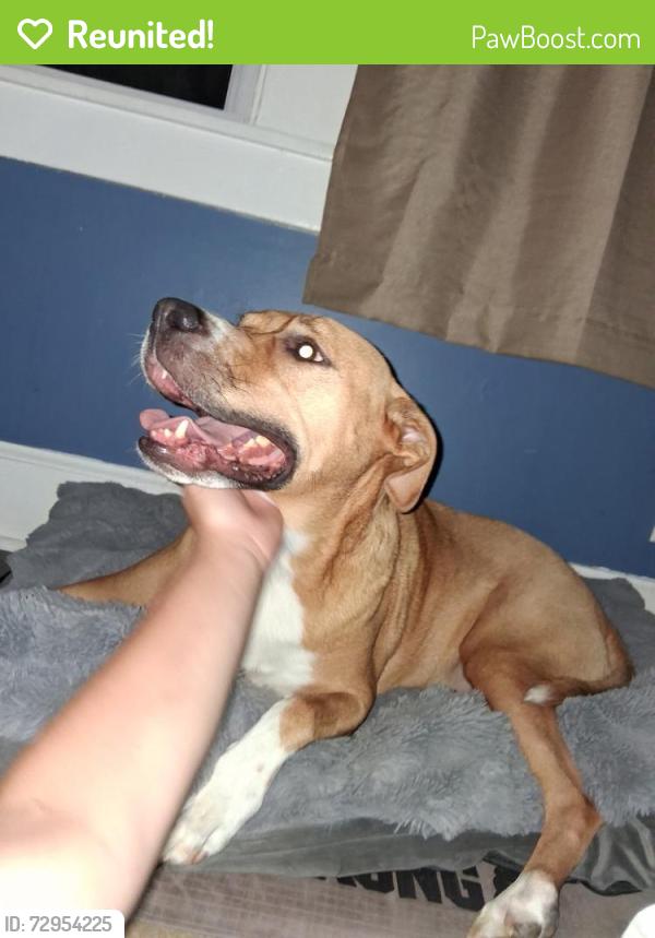 Reunited Female Dog last seen Northwood Park, Philadelphia, Philadelphia, PA 19124