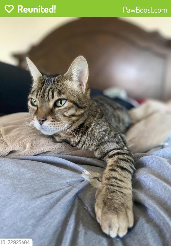 Reunited Male Cat last seen Farrington , Lincoln, CA 95648
