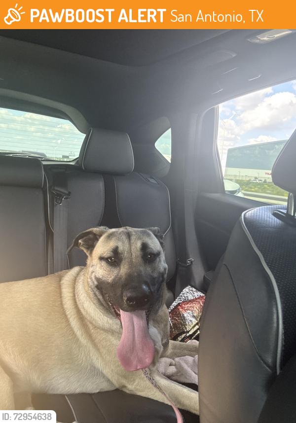 Found/Stray Female Dog last seen Shaenfield , San Antonio, TX 78253