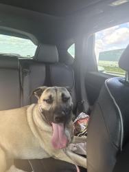Found/Stray Female Dog last seen Shaenfield , San Antonio, TX 78253