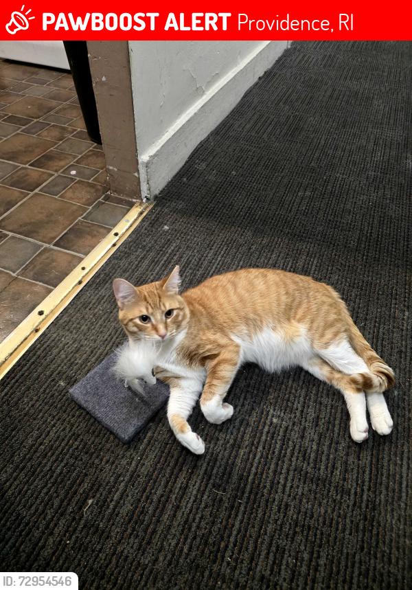 Lost Male Cat last seen Near harold st providence, Providence, RI 02908