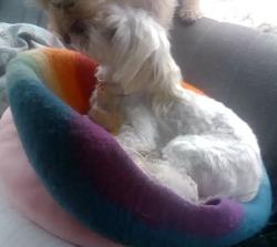 Reunited Female Dog last seen Monterey Sports Center, Monterey, CA 93940