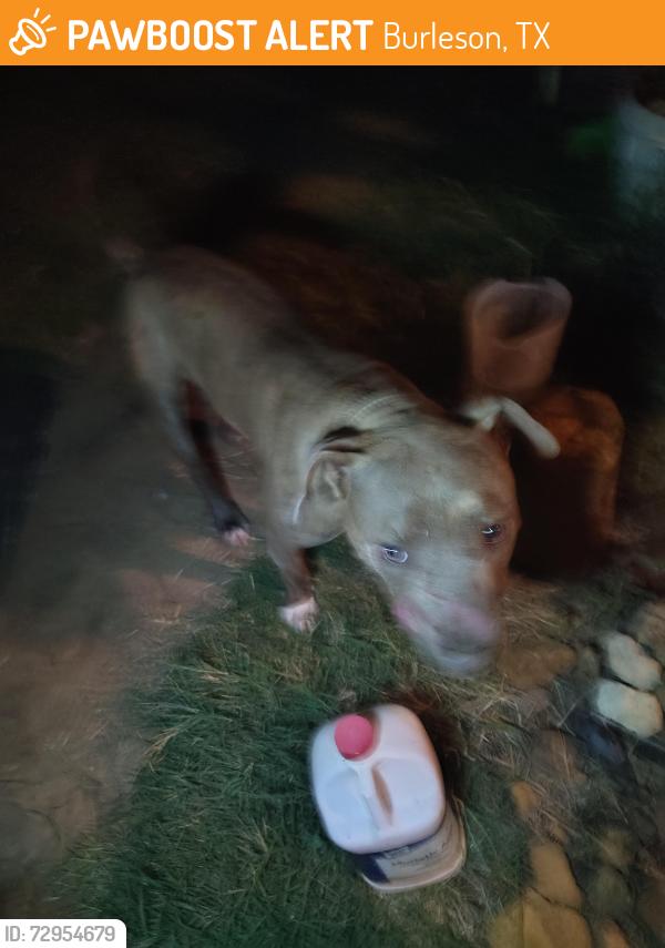 Found/Stray Male Dog last seen Near and David angel, Burleson, TX 76028