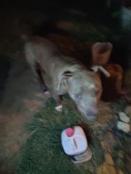 Found/Stray Male Dog last seen Near and David angel, Burleson, TX 76028
