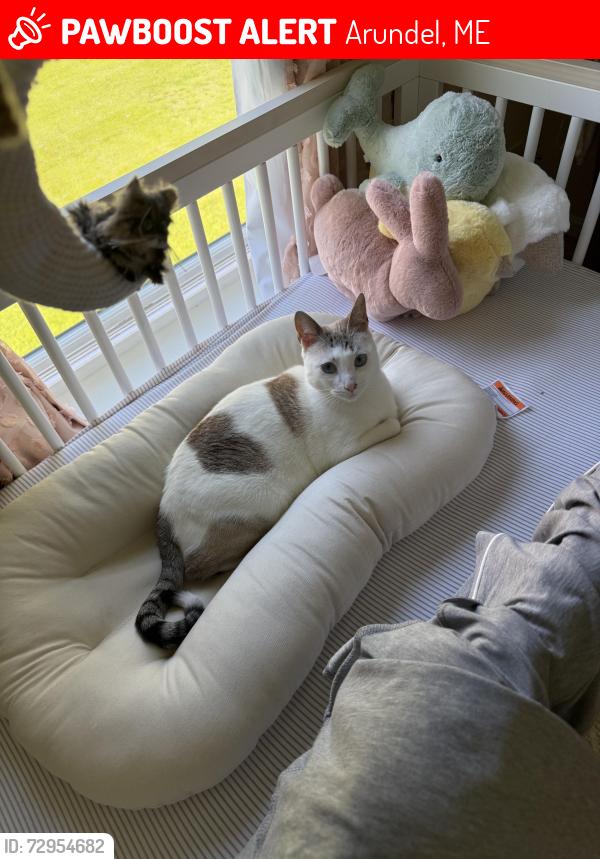 Lost Male Cat last seen Railroad Tracks on River Rd in Arundel, Arundel, ME 04046