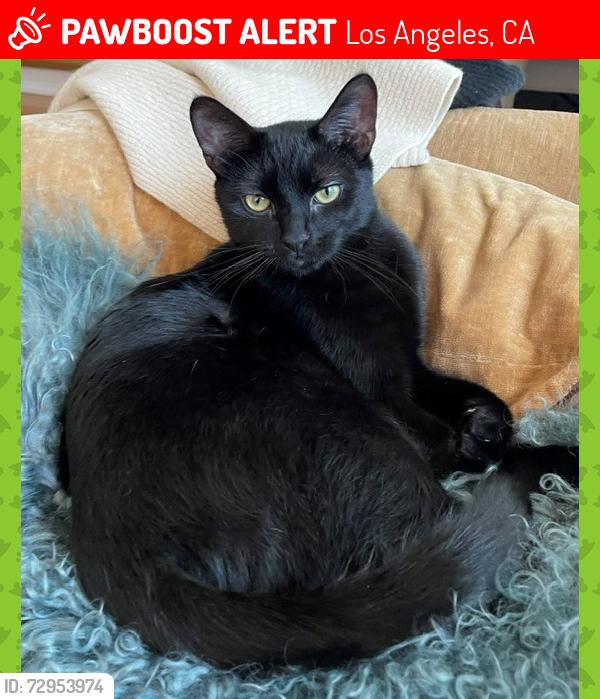 Lost Male Cat last seen Park La Brea 6th and Curson near LACMA Tar Pits, Los Angeles, CA 90036