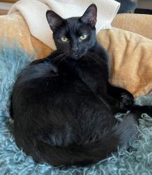 Lost Male Cat last seen Park La Brea 6th and Curson near LACMA Tar Pits, Los Angeles, CA 90036