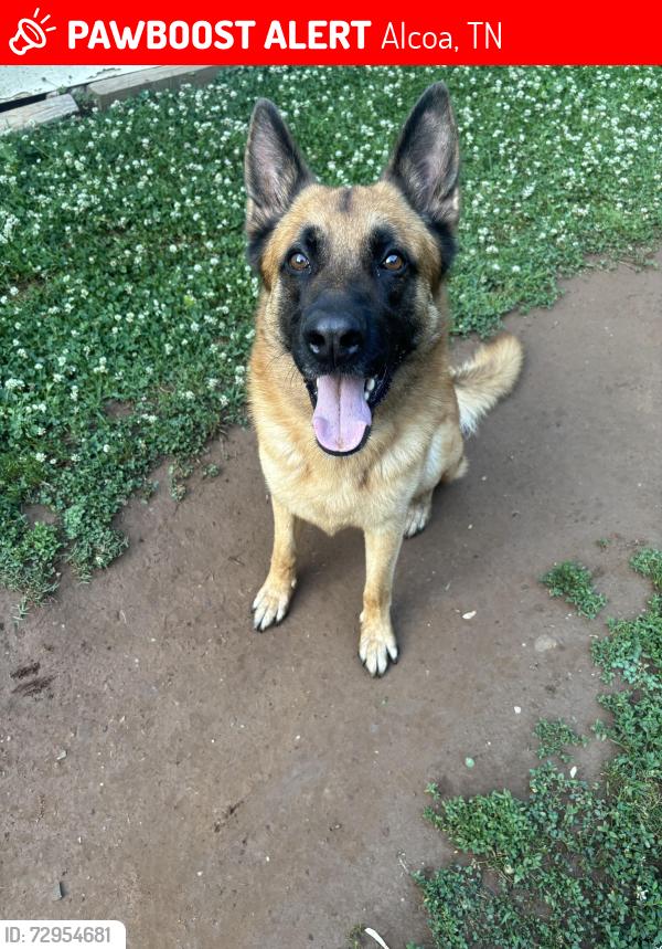Lost Male Dog last seen Home Depot, Alcoa, TN 37701