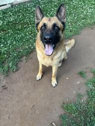 Lost Male Dog last seen Home Depot, Alcoa, TN 37701
